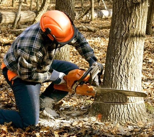 Tree Removal in Creston, NC
